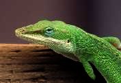 Anole lizard