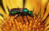 Green metallic bee