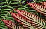 Chain fern at water's edge